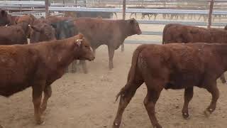 40 ELDERSLIE SANTA  SHORTHORN CROSS WEANER STEERS amp BULLS HGP FREE  AV 1843KG CURFEWED [upl. by Gratianna]