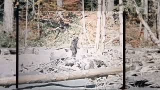 New Remastered HD Version of the Patterson Gimlin Film COMPLETE Bigfoot Sasquatch Yeti [upl. by Ardiek]