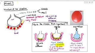 93 Alveolus Cambridge AS A Level Biology 9700 [upl. by Eekram]