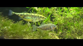 Gasterosteus aculeatus Stickleback spawning Ciernik tarło [upl. by Niwrehs464]