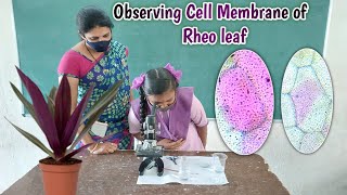 Observing cell membrane in Rheo leaf  Observing plasma membrane in rheo leaf  9th Biology [upl. by Ayatahs389]