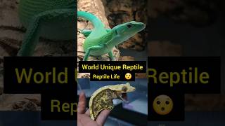 The Best Pet Reptile  Best Pet animals pets shorts [upl. by Enneiviv]