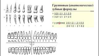 Тіс анатомиясы Dentes anatomy [upl. by Suzanna515]