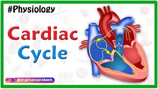 Cardiac cycle animation  Cardiovascular physiology [upl. by Cheatham818]