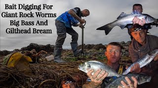 Beach Fishing For Bass amp Gilthead Bream  Bait Digging For GIANT Rock Worm [upl. by Wittie]