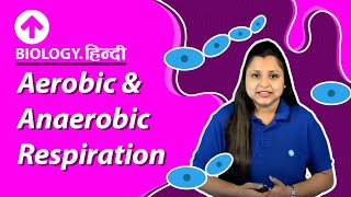 Aerobic amp Anaerobic Respiration  Hindi  Biology [upl. by Seugirdor]