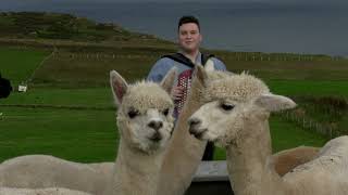 Brandon McPhee plays accordion for Alpacas [upl. by Goulette]