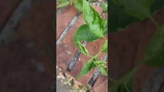 Bougainvillea glabra VID20240908152101 [upl. by Etnahc]