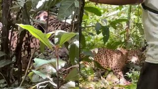 Ataque de onça a caçadores filmado ao vivo em plena selva [upl. by Addison]