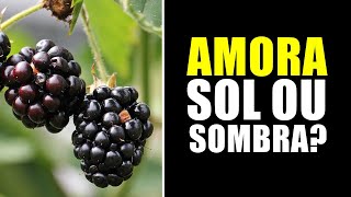 AMORA GOSTA DE SOL OU SOMBRA [upl. by Fausta]