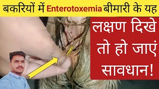 Enterotoxemia in goats l enterotoxemia in goats treatment l enterotoxemia in goats symptoms l [upl. by Raseta]