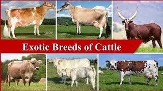 Top 10 Cows from Around the World l Dairy Cattle l Beef Cattle l Cow Breeds l Cattle Farming l cows [upl. by Suzy]