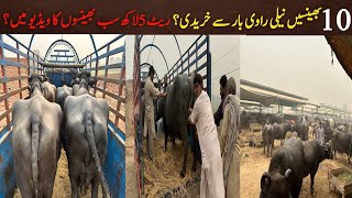 Nili ravi buffalo milking  buffalo price  cattle farming in pakistan [upl. by Laud]