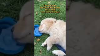 Funny dog video 😂😂😂funnyshortsfunnypetsfunnydog [upl. by Sert]