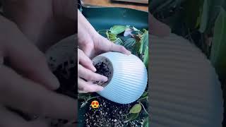 Philodendron mican repotting ☘️philodendron repotting plantcare shortsfeed youtube gardening [upl. by Lewin]