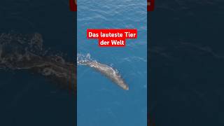 Pottwal – Das lauteste Tier der Welt 🐋animals facts naturwunder meerestiere ozean science [upl. by Ezitram997]