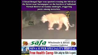 A Royal Bengal Tiger was spotted crossing the NH44 near Sarangapur onthe borders of Adilabad nirmal [upl. by Llerral]