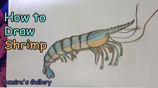 How to Draw Shrimp How to draw Prawn [upl. by Certie988]