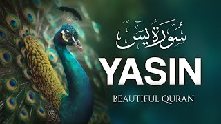 Surah Yasin Yaseen سورة يس  Amazing Voice Quran Recitation  Zikrullah TV [upl. by Neelie]