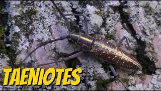 Taeniotes Longhorn beetle  besouro serrapau Lamiinae [upl. by Nnylaj]