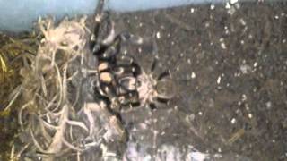 Rear Horned Baboon Spiders Mating [upl. by Fulbright]