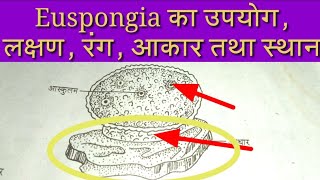 Euspongia Introduction and Tutorial Euspongia Diagram and Character  About Euspongia [upl. by Vinni879]