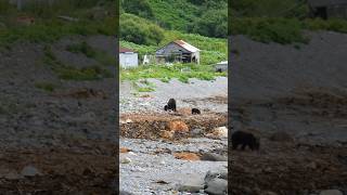 【知床岬で熊４匹＋子供２匹に出会う】相泊から海岸線を歩いて知床岬へ [upl. by Aicsila]