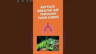 What is a Reptile Characteristics of a Reptile  Science for Kids  Animal Groups animalfacts [upl. by Lois]