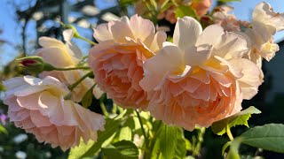 1st August Garden Tour  in my English Rose Garden  Dahlias  Geranium  David Austin Roses amp more [upl. by Jorgensen595]