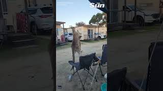 Kangaroos go headtohead during CRAZY caravan park fight shorts [upl. by Ojeibbob]