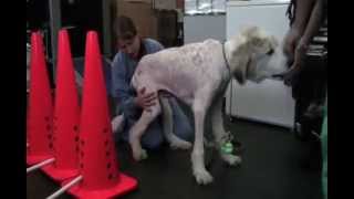 Therapeutic Exercises That can Help Dogs With Osteoarthritis [upl. by Odoric]