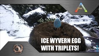 Ark Survival Evolved  Ice Wyvern egg with triplets Ragnarok [upl. by Vil]