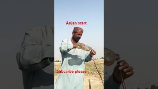 Anjin start viralvideo shorts youtubeshorts subscribe [upl. by Idnarb]