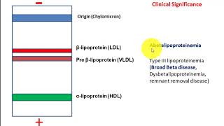 Lipoprotein Electrophoresis Abetalipoproteinemia and broad beta disease [upl. by Shrier]