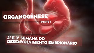 Organogênese parte 1  2ª e 3ª semana do desenvolvimento embrionário  Gastrulação e Neurulação [upl. by O'Shee]