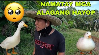 Namatay lahat ng bibe sinalakay ng mga asong gala hirap magparami hayop sa kabilang kubo [upl. by Nomzed]