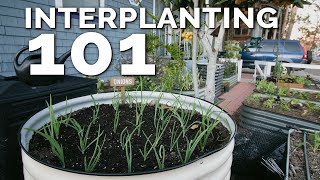 Interplanting Technique to Get MORE Harvests Out of the SAME Space [upl. by Naved326]