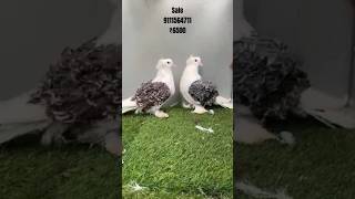 Frillback pigeon pigeon petsvloging pigeonbreed petsvlog birds kabootarvlogs [upl. by Smalley993]