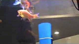 Live Trained Goldfish Tricks [upl. by Zela]