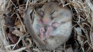 Dormouse hibernating in a nest box [upl. by Natala]