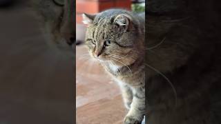 ✨ I LOVE BARSIK ✨ Моя любовная любовь ✨ Барсик catvideos barsik cute animals catcute [upl. by Hanid391]