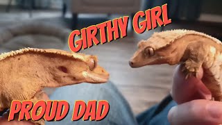 Girthy Girl Momma Crested Gecko  they mistake me for a porta potty [upl. by Azirb4]