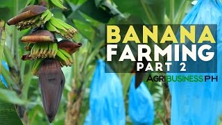 How to grow Banana Tree Part 2  Banana Farm Management  Agribusiness Philippines [upl. by Adeirf]