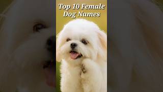 Top 10 Female Dog Names shorts dog dognames doglover animallover [upl. by Yelnik]