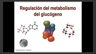 Regulación del metabolismo del glucógeno [upl. by Ientruoc]