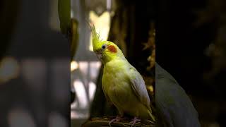 Cockatiel singing The final countdown COCKATIEL TRAINING [upl. by Odlanier]