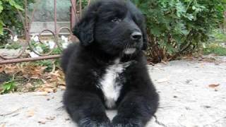 Romanian Raven Shepherd Dog  Haiduc Ciobanesc corb [upl. by Amias613]