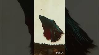 Beautiful Rosetail Betta Fish betta bettafish shorts shortsvideo [upl. by Peednama485]