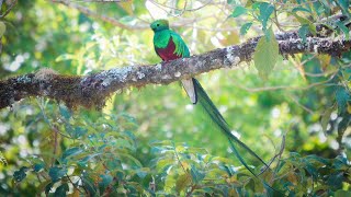 Birding in Costa Rica with Road Scholar Feb 2024 [upl. by Canute]