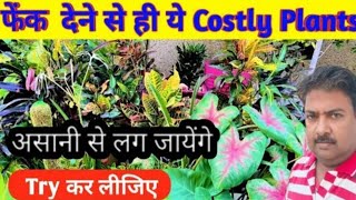 फेंक देने से ही ये Plants आसानी से Grow कर जाएंगे।Try कर लीजिए।Easily Propagate Plants। greenaksha। [upl. by Madda2]